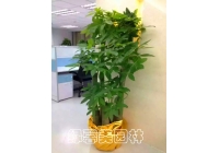 五枝發(fā)財(cái)樹