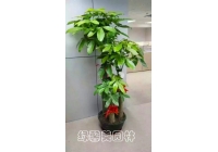 三枝發(fā)財(cái)樹(shù)